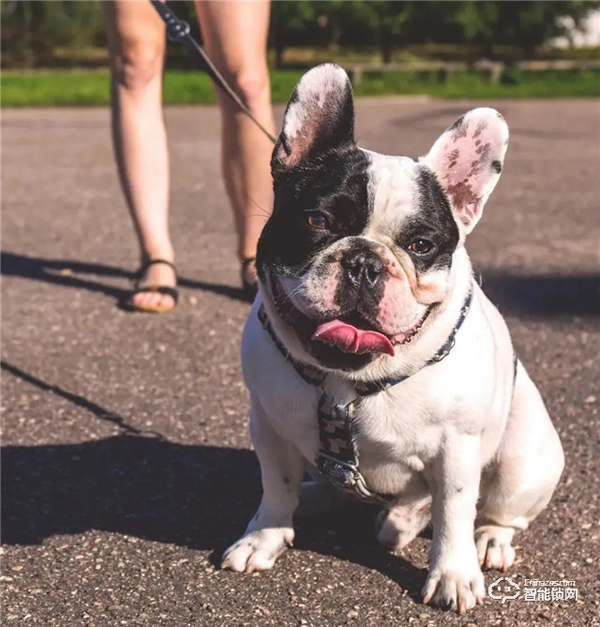 預防寵物走丟方式千千萬，飛利浦智能鎖，讓寵物在家更安全