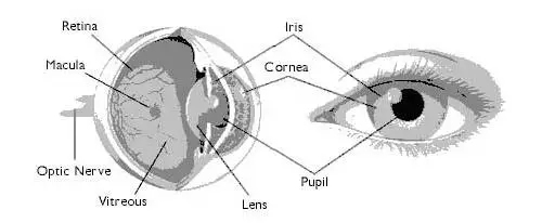 頂吉智能鎖為您解析六種常見的生物識別技術(shù)