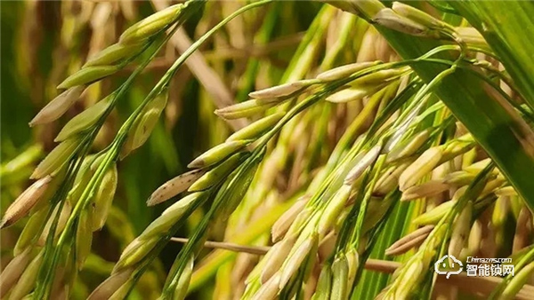 Gleewell格里維爾|你發現了嗎?所有治愈的美好,都藏在生活的細節里 Gleewell格里維爾|你發現了嗎?所有治愈的美好,都藏在生活的細節里