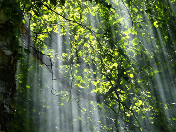 光線與晝夜節(jié)律 | 科學(xué)打造健康生物鐘的照明環(huán)境 光線與晝夜節(jié)律 | 科學(xué)打造健康生物鐘的照明環(huán)境